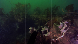 Deep Kelp Module Success 8-Month in Halifax