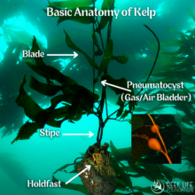 Kelp Anatomy Terminology
