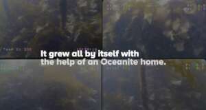 Kelp Growth in Halifax Harbour on Oceanite