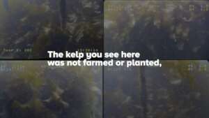 Kelp Growth Explosion on IntelliReefs Oceanite