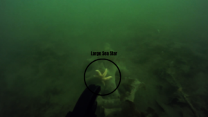 GIANT Sea Star on Oceanite!!