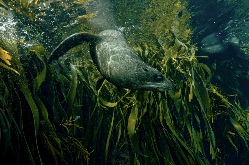 Restoring Kelp Forests with Nanotechnology