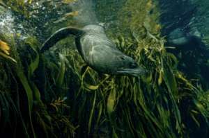 Seal hunting among the kelp