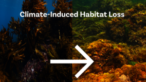 Nova Scotia Kelp Bed Loss