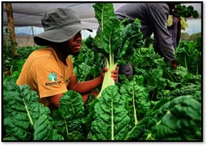 Garden Produce