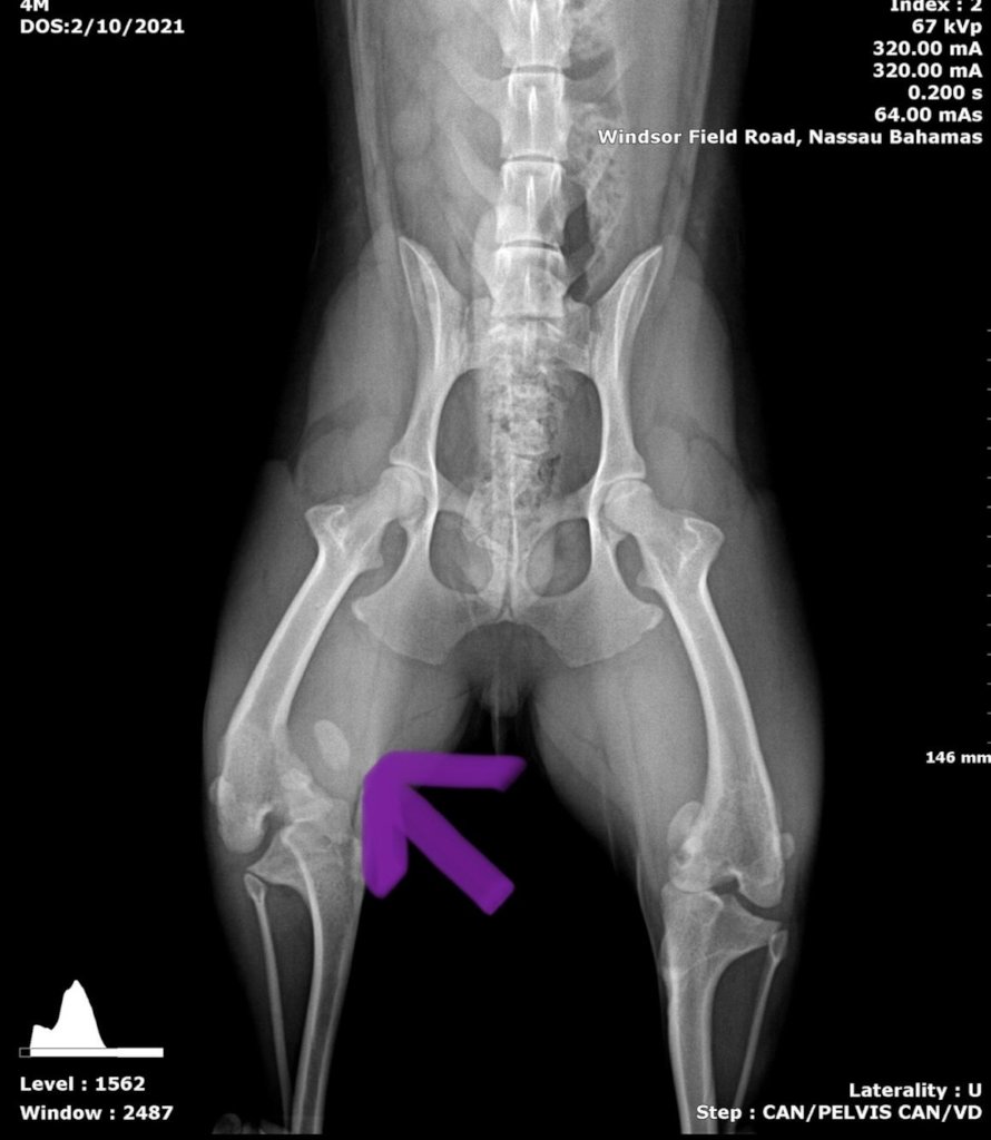 A Special Rescue Tito | Surgery Assistance Fund