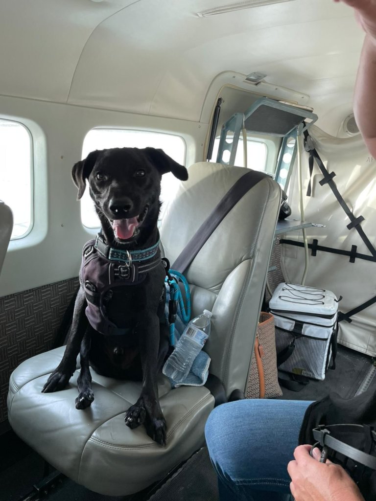 A Special Rescue Tito | Surgery Assistance Fund