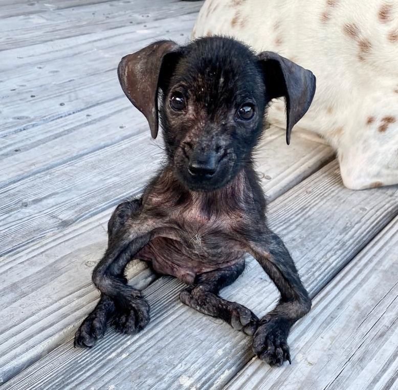 A Special Rescue Tito | Surgery Assistance Fund