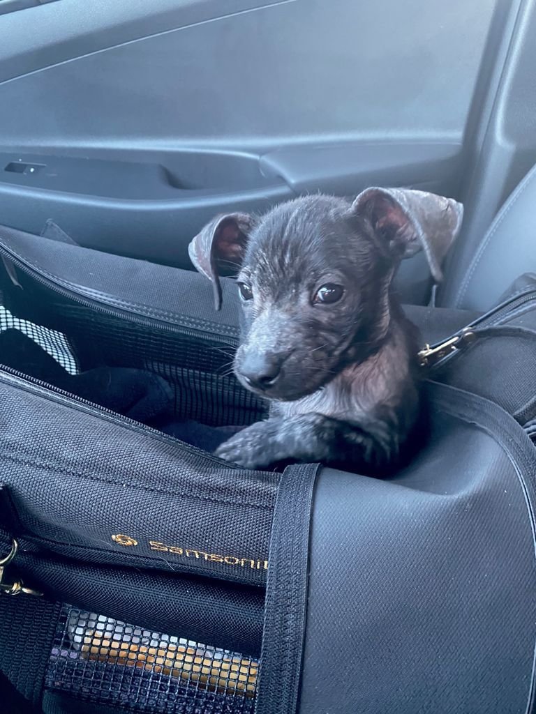 A Special Rescue Tito | Surgery Assistance Fund