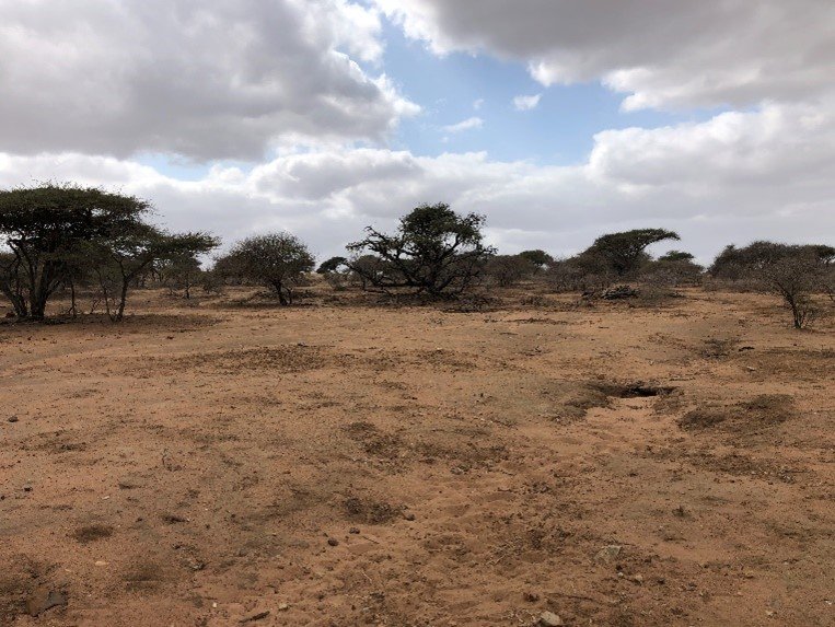 HERD Elephant Impact Project Phase 2