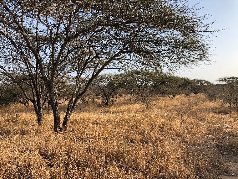 HERD Elephant Impact Project Phase 2