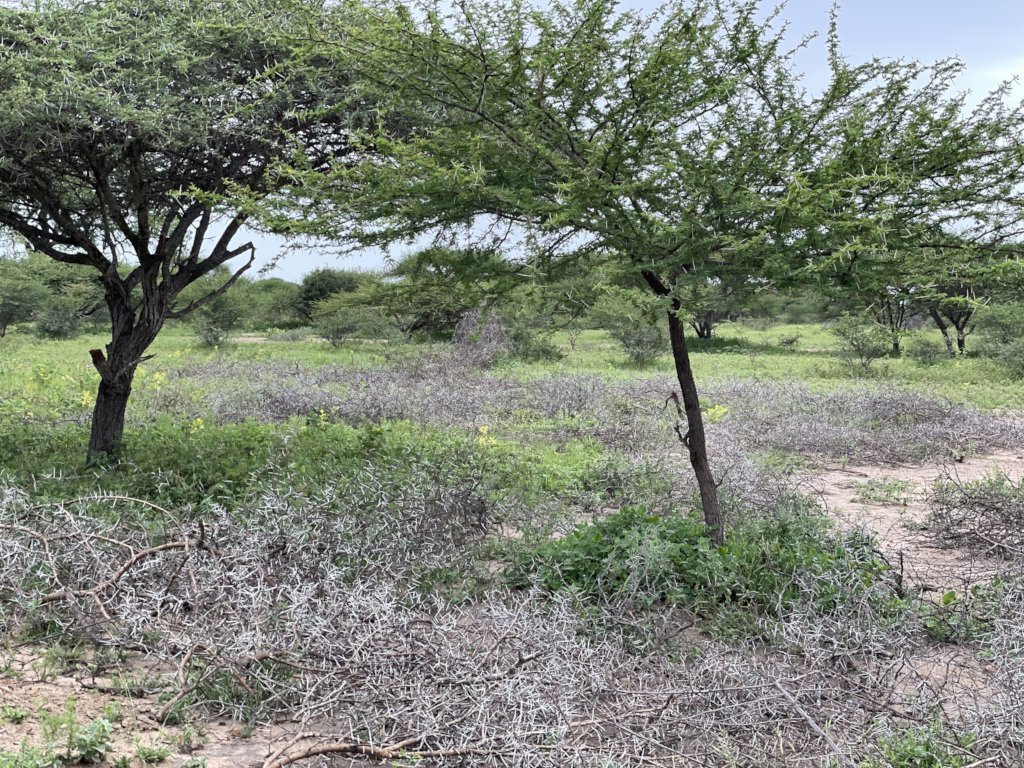 HERD Elephant Impact Project Phase 2