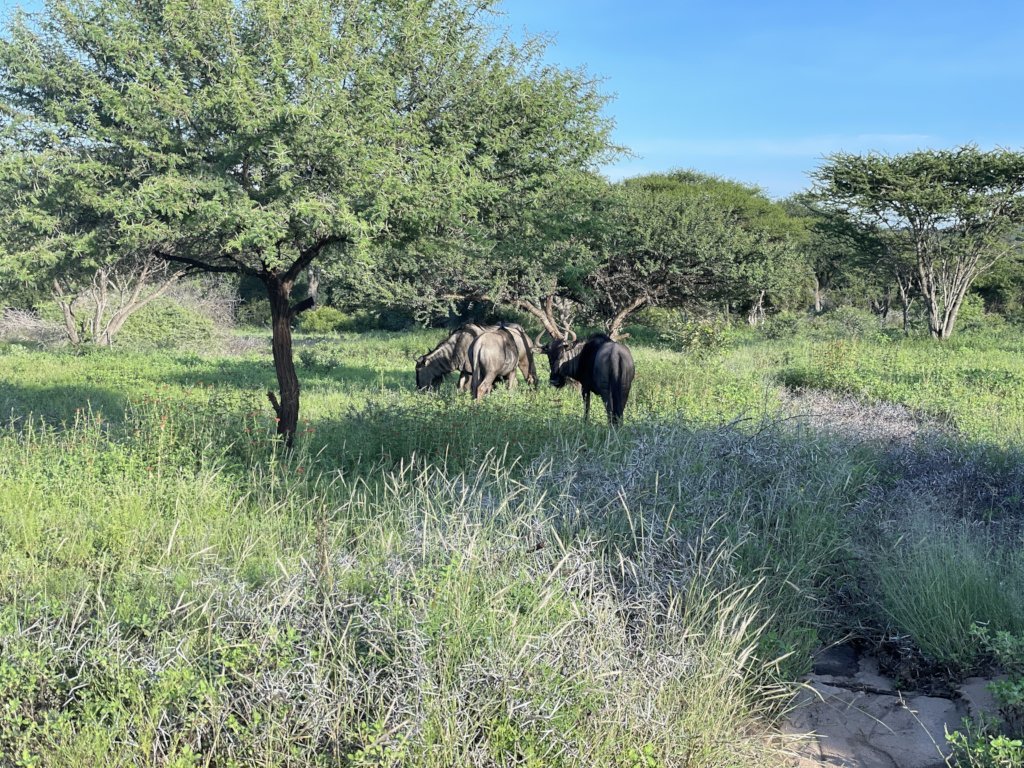 HERD Elephant Impact Project Phase 2