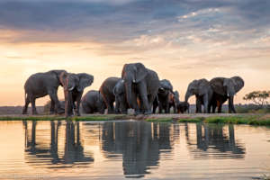 HERD Elephant Impact Project Phase 2