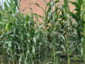 cultivated vegetables and cereals in MHO backyard