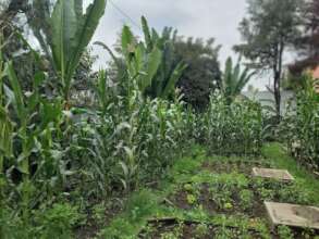 cultivated vegetables and cereals in MHO backyard