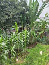 cultivated vegetables and cereals in MHO backyard