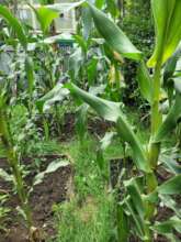 cultivated vegetables and cereals in MHO backyard