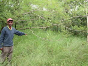 . Area closure for Protecting an indigenous trees