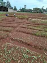 MHO farm  land