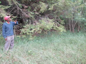 Area closure for Protecting an  indigenous trees
