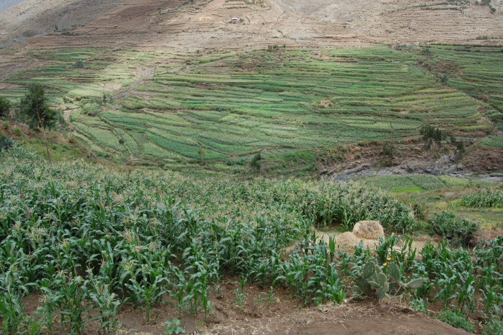 Cultivate Plants- Cultivate Peace in Ethiopia