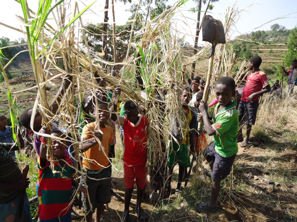 Cultivate Plants- Cultivate Peace in Ethiopia