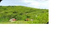 81 hectares of degraded land covered with indigeno