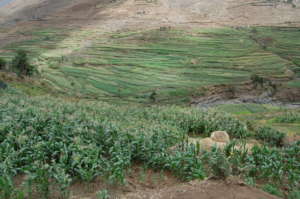 degraded land covered with indigeno