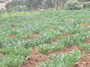 alternative income by  vegetable gardening