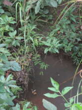 MHO   afforestation  restoration of degraded areas