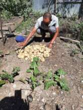 some alternative food production poultry vegetable