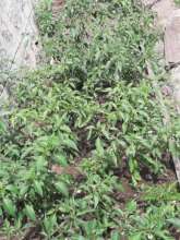 promoting alternative food production good practic