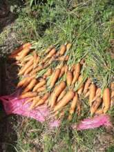 some alternative food production poultry vegetable