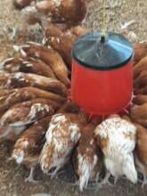 some alternative food production poultry pic