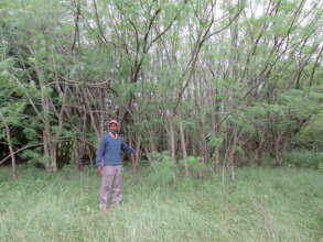 Area closure for Protecting an  indigenous trees