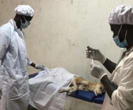 spaying at the hope shelter