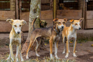 Animals ready for adaption