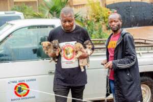 rescue of puppies from drainage during rain