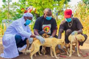 our vet  making admission checkup of the rescued