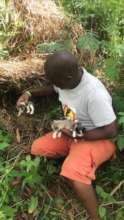 Manager Innocent rescuing kitties from the bushes