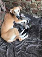 Milaz and her puppies after she was rescued