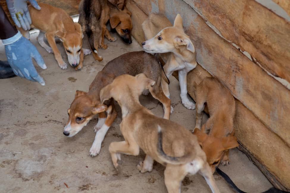 Rescue , Rehabilitation and Sensitization project