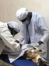 Spaying
