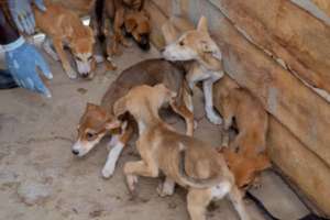 Rescued Animals at shelter
