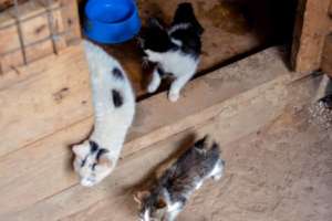 Cats and kittens