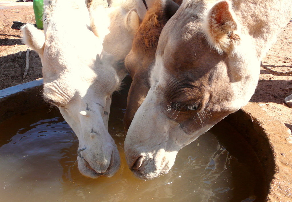 Niger Emergency Food Aid Fund