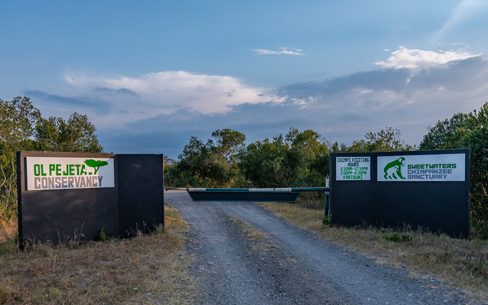 Help Baran, a four-year-old Chimpanzee!