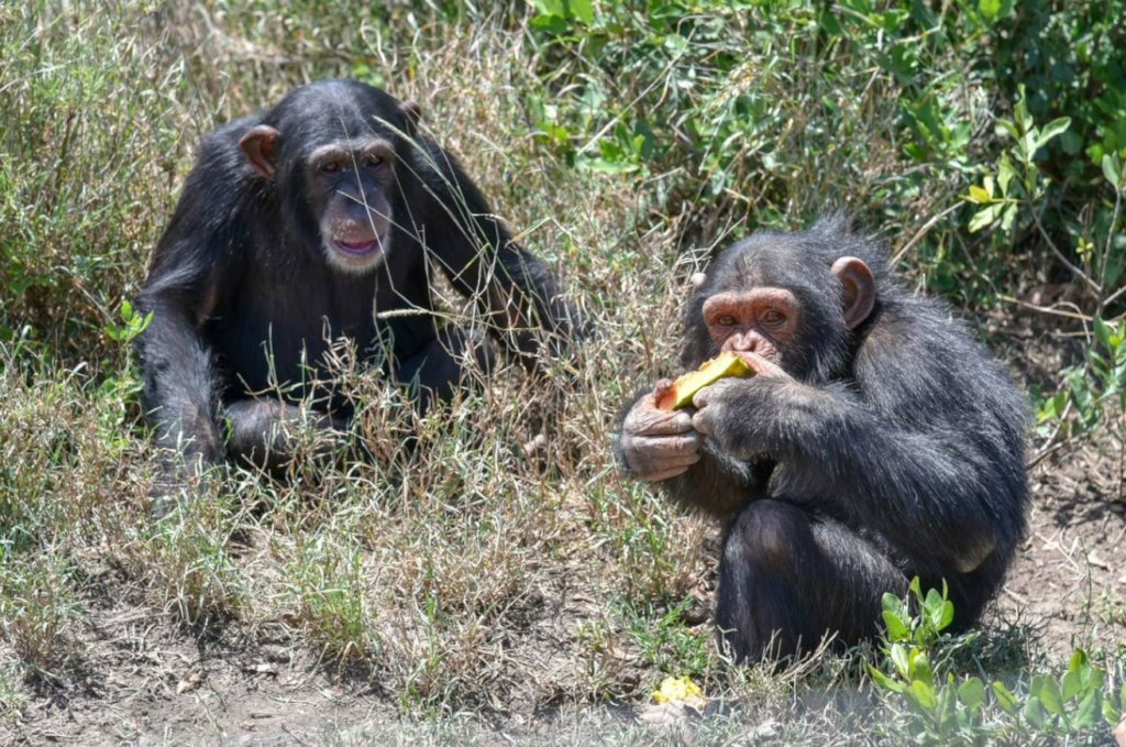 Help Baran, a four-year-old Chimpanzee!