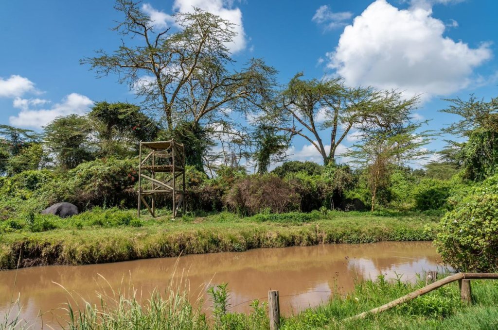 Help Baran, a four-year-old Chimpanzee!